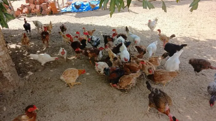 Galinhas de capoeira aparti de 40 reais
