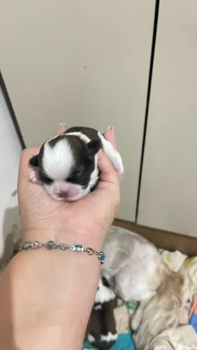 Shitzu mine