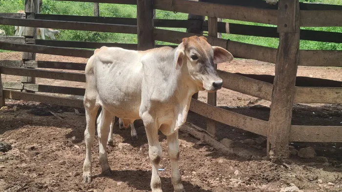 Bezerro de 11-12 meses em Campestre de Goiás por R$3.100 