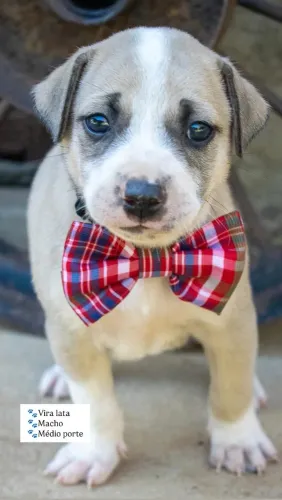 Filhote de cachorro para adoção