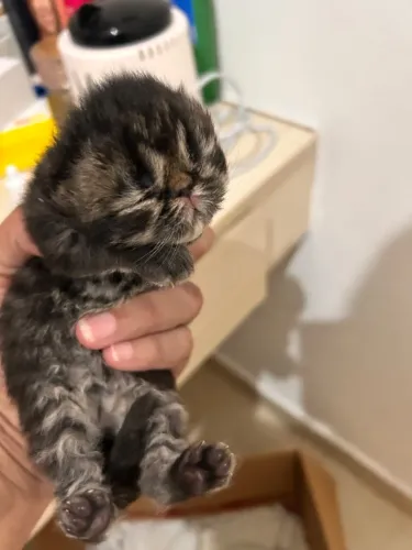 Lindos filhotes de gato persa
