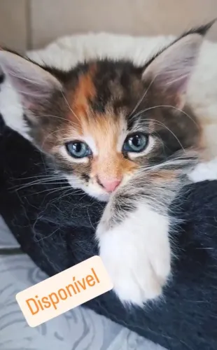 Maine COON Fêmea, o Gato Gigante. Não castrada