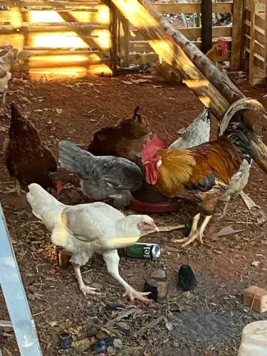 Ovos galados