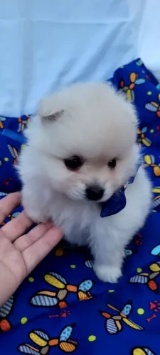 Filhotes de Lulu da Pomerânia machos.