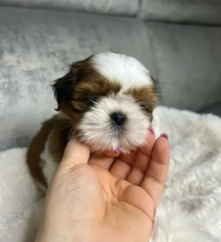 Filhote Shih Tzu Para Família