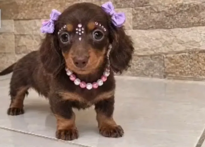 Filhote dachshund pelo longo 