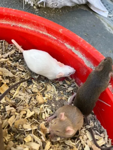 Camundongos