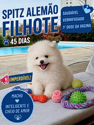 ALTO PADRÃO MARAVILHOSO ANÃO Lulu da Pomerânia Filhote SPITZ ALEMÃO