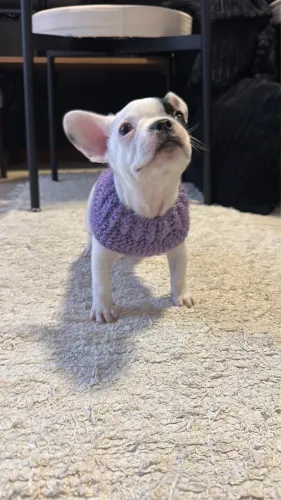 Vendo Filhote Fêmea de Bulldogue Francês 59 dias Vacinada e Vermifugada 