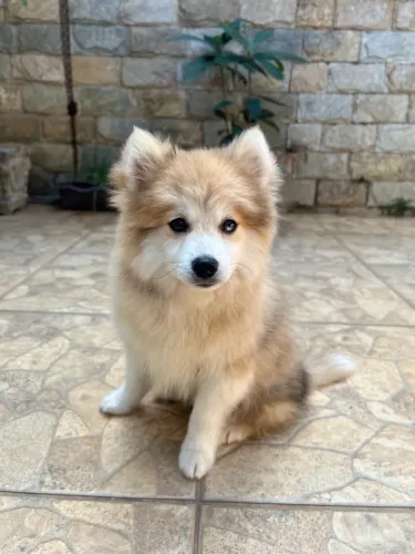 Pomsky f2 macho