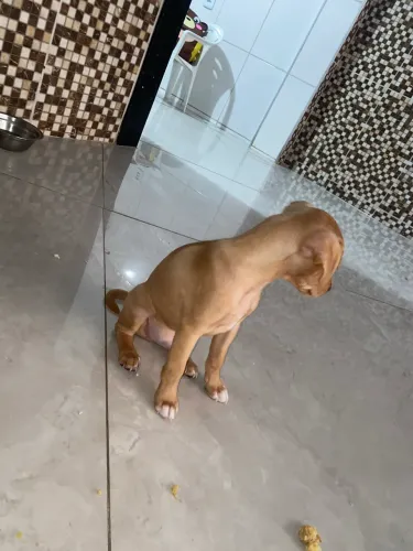 Cachorro pra doação