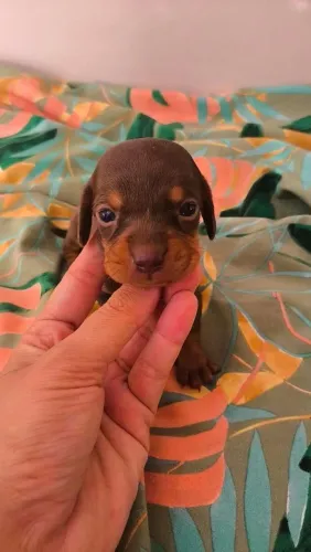 Daschund menina