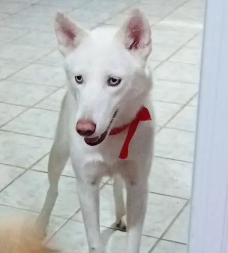 Husky siberiano fêmea