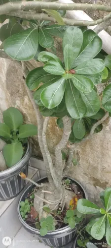Plantas Rosa do deserto 