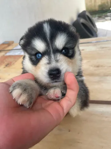Filhotes de Husky Siberiano - Disponível para reserva.