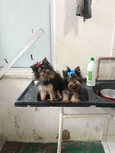 Lindos Yorkshire Terrier casal