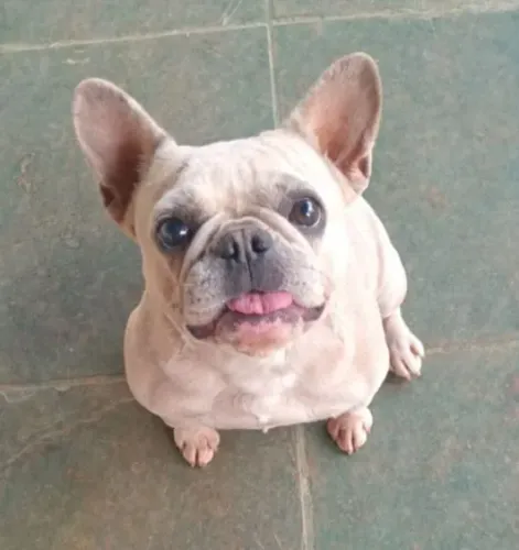 Bulldog francês merle mini com pedigree