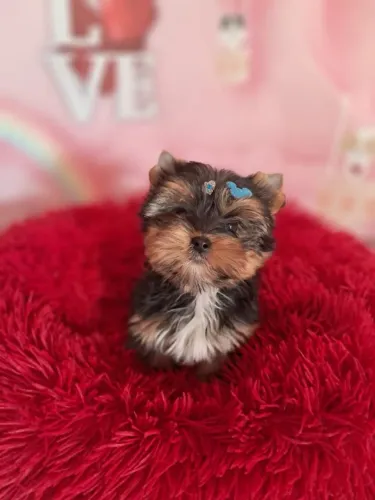 Yorkshire micro toy