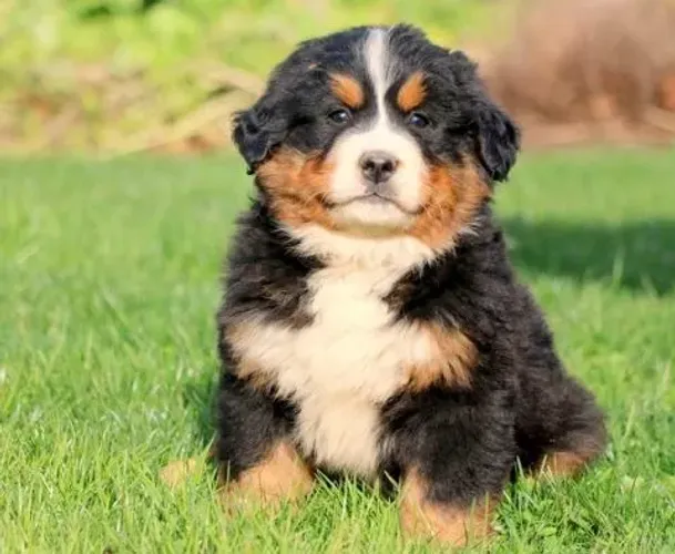 Filhote de Bernese Mountain Dog Com Muito Amor Para Dar