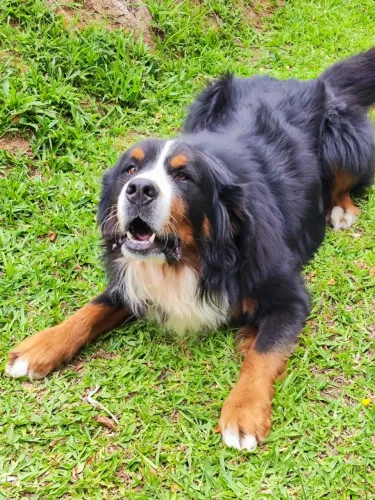 Bernese adulto