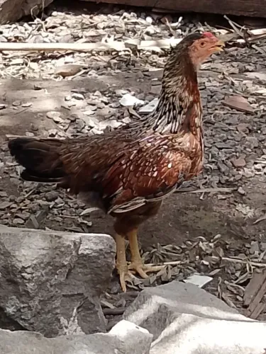Vendermos ovos galados de galinha caipira, galinhas grande porte 2,800 kg a 3,600 quilo