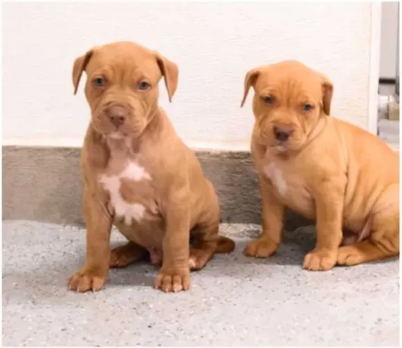 Pitbull - 2 Fêmeas com 56 dias, 1 dose da vacina  V10 e vermifugada-Daniela