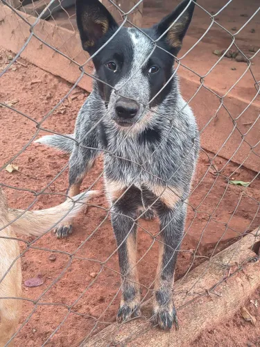 Filhote Blue Heeler (Boiadeiro Australiano) Fêmea - 6 Meses