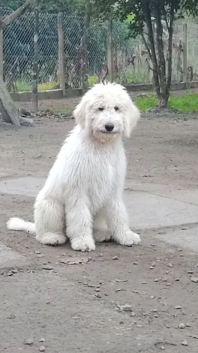 POODLE GIGANTE