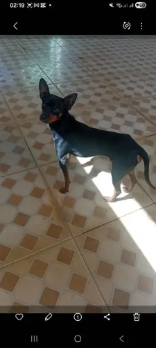Doa-se pinscher