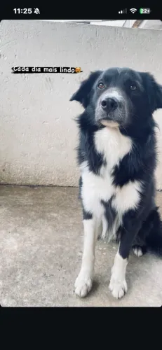 Doação de cachorro macho