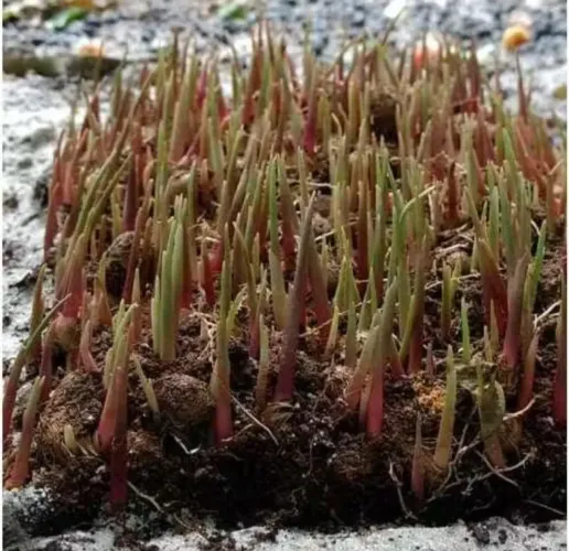 SEMENTES DE AÇAI GERMINANDO