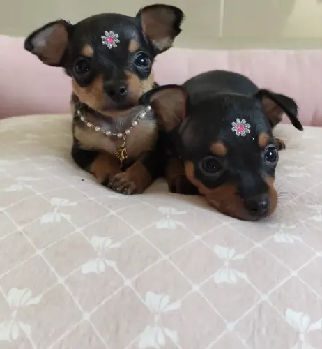 Filhotes de Pinscher 00 fêmeas e machos