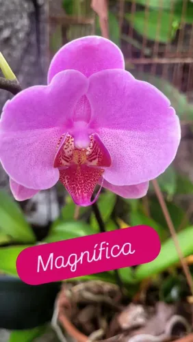 Lindas Orquídeas