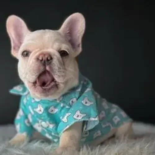 Bulldog Francês,Bulldog Francês Filhote Linda Linhagem Disponível