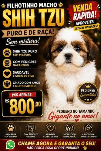 shitzu puro sem mistura
