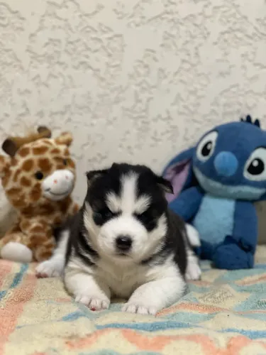Husky siberiano