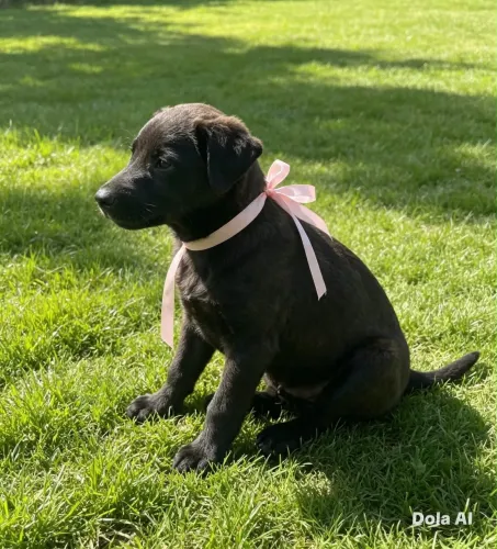 Cães bebês para adoção