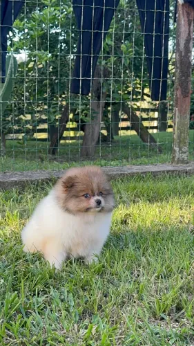 Spitz alemão anão 