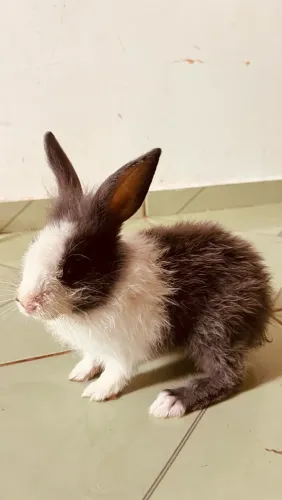 coelho mini lion