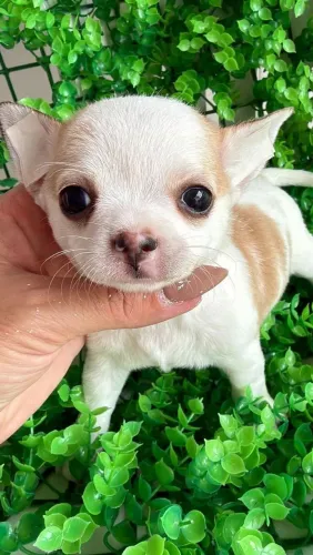 Chihuahua. Belo rapazinho! Amor incondicional! Branco e creme 46 dias de fofura!