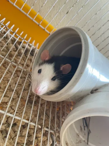 Rato twister