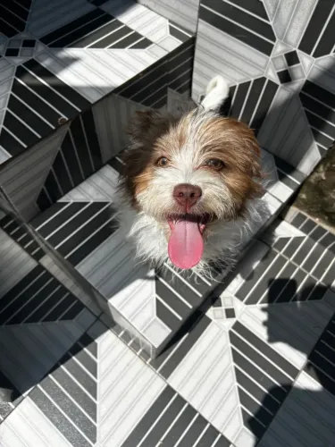 Cachorro