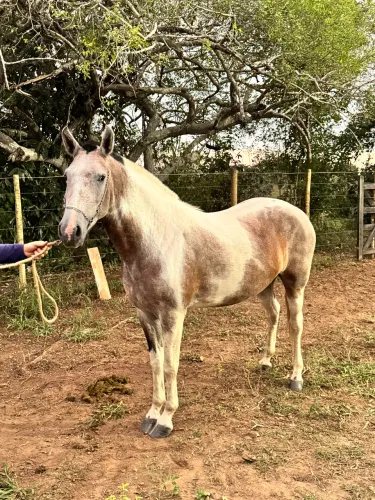 Egua pampa de castanha