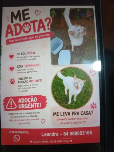 Adoção responsavel
