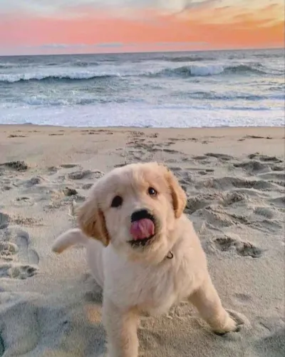 Filhote Golden Retriever, Dê um lar para um filhote e ganhe um amor para a vida toda!