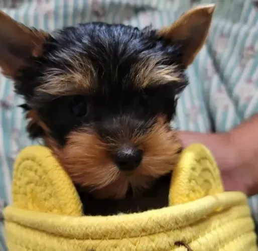 Cachorro filhote yorkshire saudável de linhagem selecionada