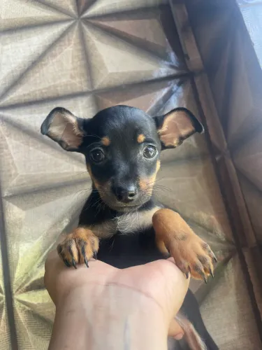 Pinscher
