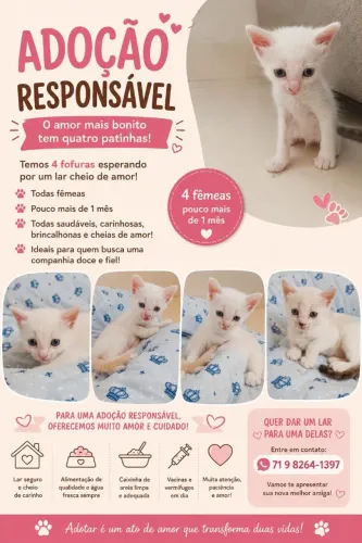 DOA-SE GATO