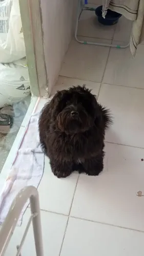 Cachorro