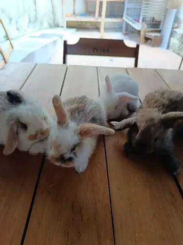 Coelho mini lop legítimo